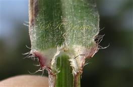  Ligule